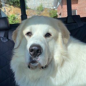 Meet your Posher, Billy